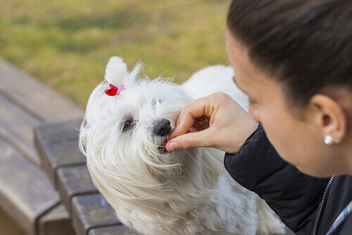 padrona somministra medicina al cane bianco