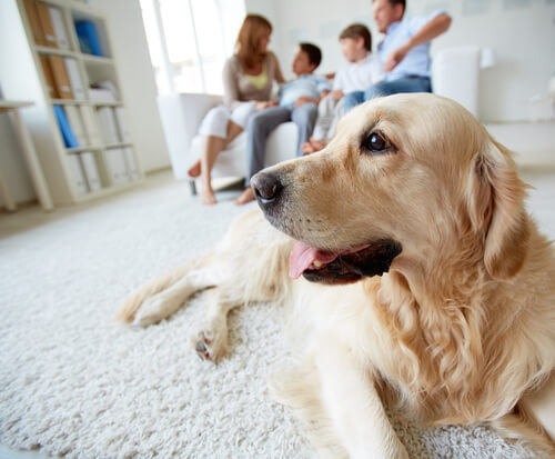 Cane seduto sul tappeto e famiglia sul divano