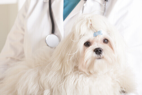 Chemioterapia per cani