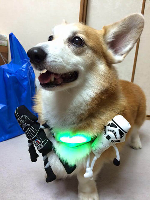 cane-indossa-inupathy