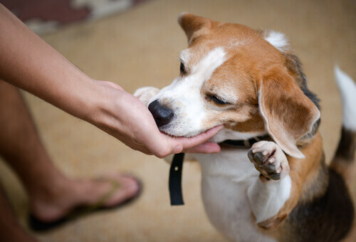 Dolcetti per cani: un'ottima idea da usare con moderazione