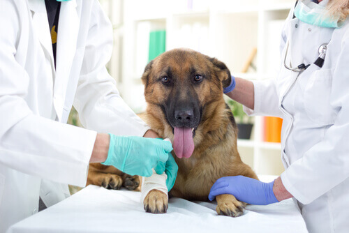 Come funzionano i pronto soccorso veterinari?