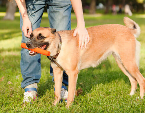L'attesa delle ricompense è il segreto per spiegare le abilità dei cani