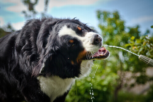 Perché alcuni cani soffrono di sete?