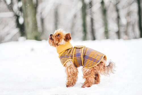 5 trucchi per non far sentire freddo ai cani in inverno