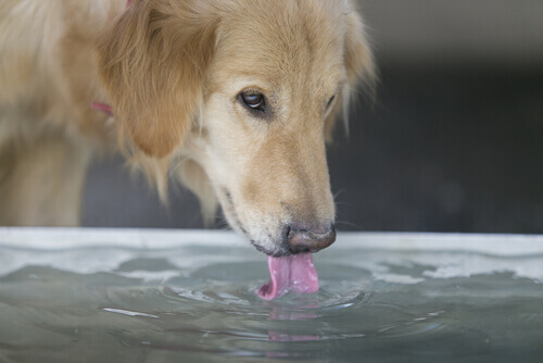 cane che ha sete e beve acqua