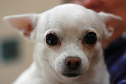 Come pulire le cispe del vostro cane