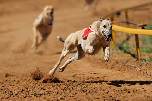 Vietate le corse dei cani in Argentina