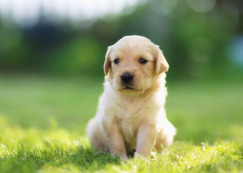 14 nomi creativi per un cane