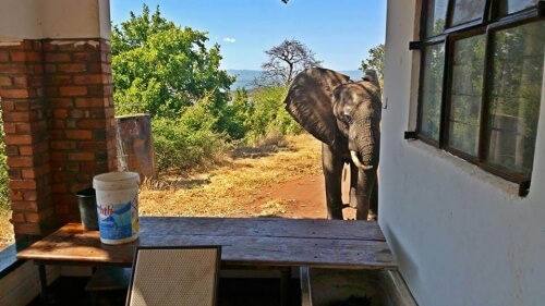 Elefante si rifugia in una casa per sfuggire agli spari dei cacciatori