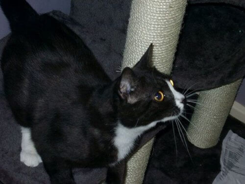 Una gatta scomparsa a Londra ricompare otto anni dopo a Parigi