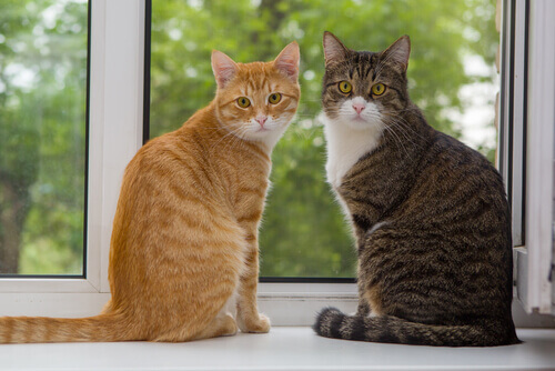 gatti-davanti-la-finestra