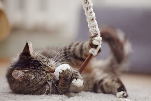 Regali per il vostro animale domestico