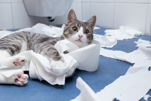 Perché i gatti ci seguono in bagno?