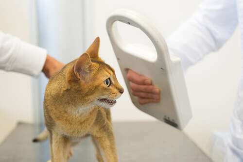 gatto arancione dal veterinario
