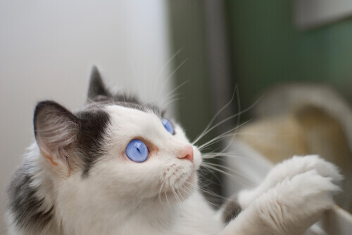 gatto-occhi-azzurri