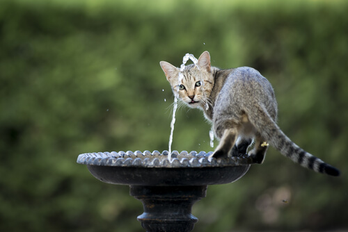 gatto vuole bere dalla fontana