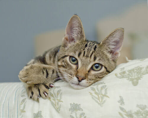 gatto-sulla-poltrona