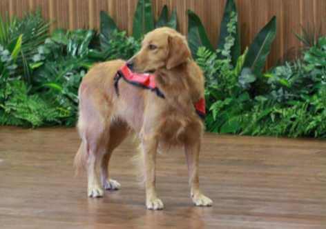 Happy, il cane che calma i bambini che vanno in tribunale