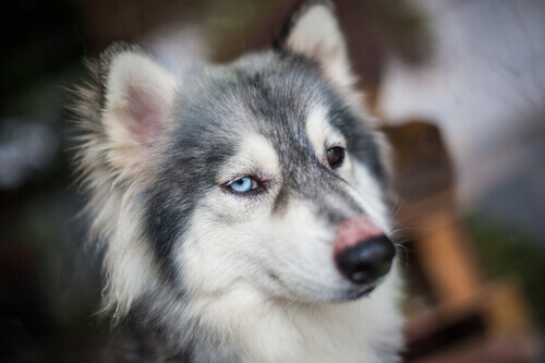 Anche i cani hanno il singhiozzo