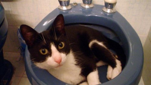 Muki: il gatto che ha usato tutte le sue 7 vite