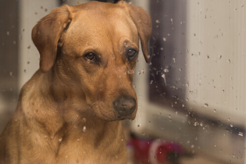 In che modo influisce il suono della pioggia sui cani?