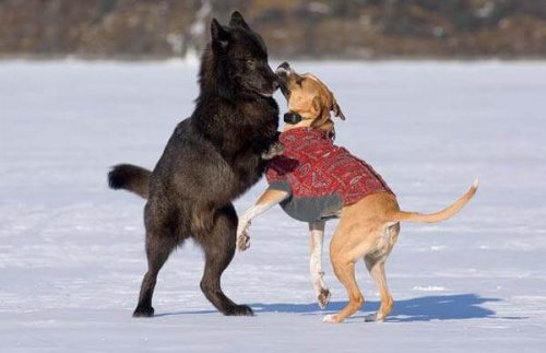 La grande amicizia tra un lupo e un cane