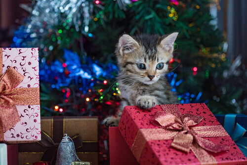 gatto e regali di Natale