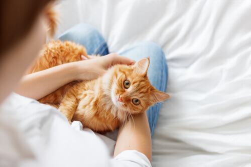 3 consigli per rendere il vostro gatto più socievole