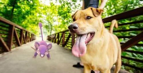 Pokemon Go salva la vita ad un cane anziano