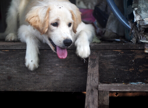 No al sequestro degli animali