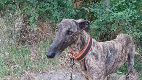 terapia-per-cani-recuperati-2jpg