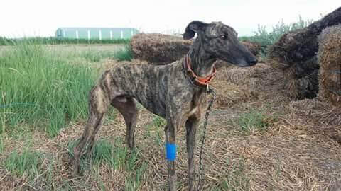 terapia-per-cani-recuperati