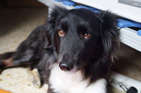 Terapie per il recupero di cani maltrattati