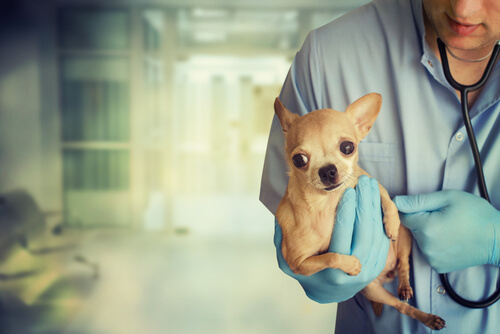 veterinario-pronto-soccorso