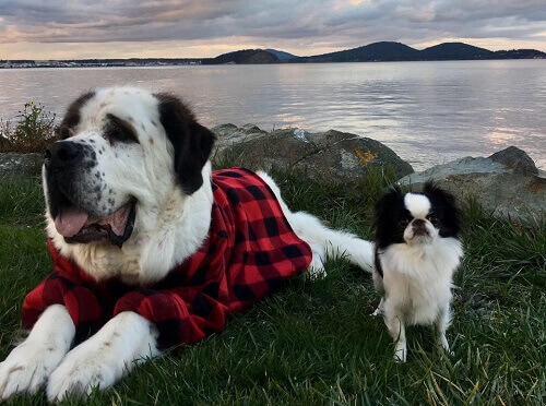 Blizzard e Lulu, due buffi amici