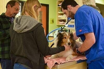Un cane si salva il minuto prima dell’eutanasia. Scoprite come!