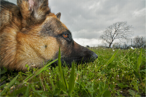 Ecco quali sono le piante tossiche per i cani