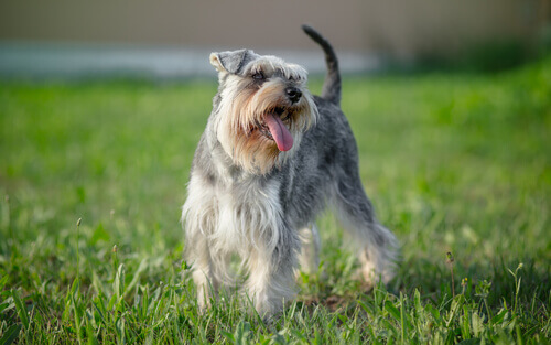 schnauzer sul prato