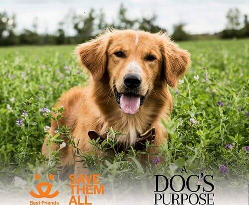 No all'uscita di "A dog's purpose" per difendere gli animali
