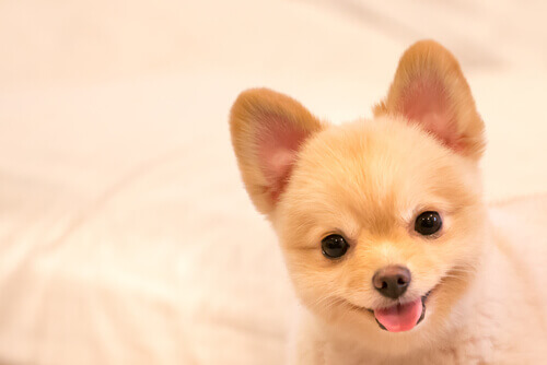 Nomi ideali per i cani più vivaci