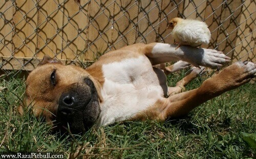 L’incredibile amicizia tra un Pitbull e dei pulcini