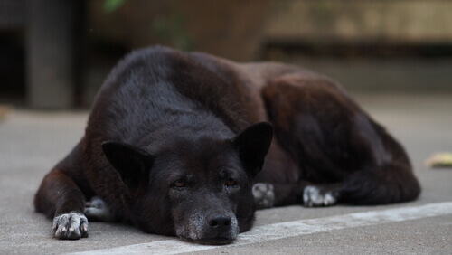 I cani anziani e la sindrome da disfunzione cognitiva