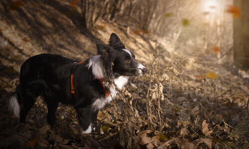 Le 10 razze di cani più sportive