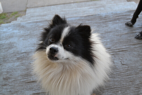 I cani ricordano tutto quello che fate. Attenzione!