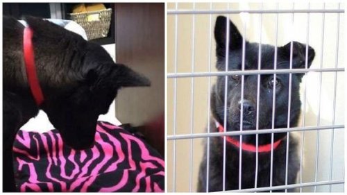 Harriet, il cane che non sa dormire sdraiato per i maltrattamenti subiti