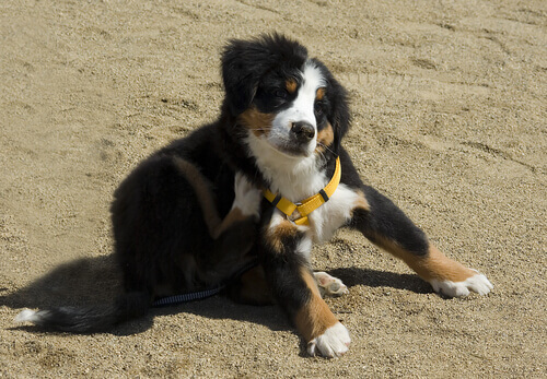 Precauzioni maggiori per i cani allergici alle pulci
