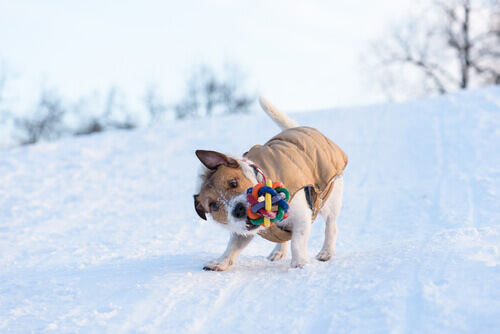 Perché i cani scuotono i loro giochi?