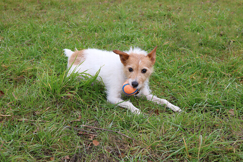 Le spighe, un pericolo sconosciuto per il vostro cane
