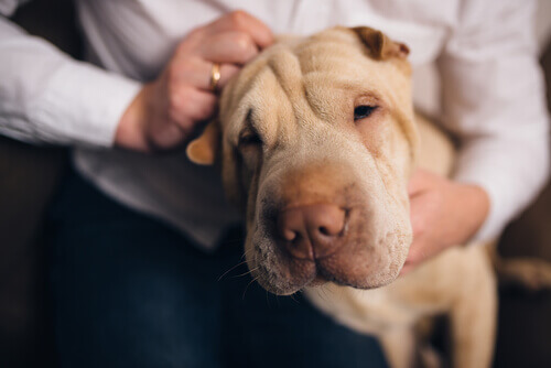 I nostri cani ci conoscono meglio di chiunque altro